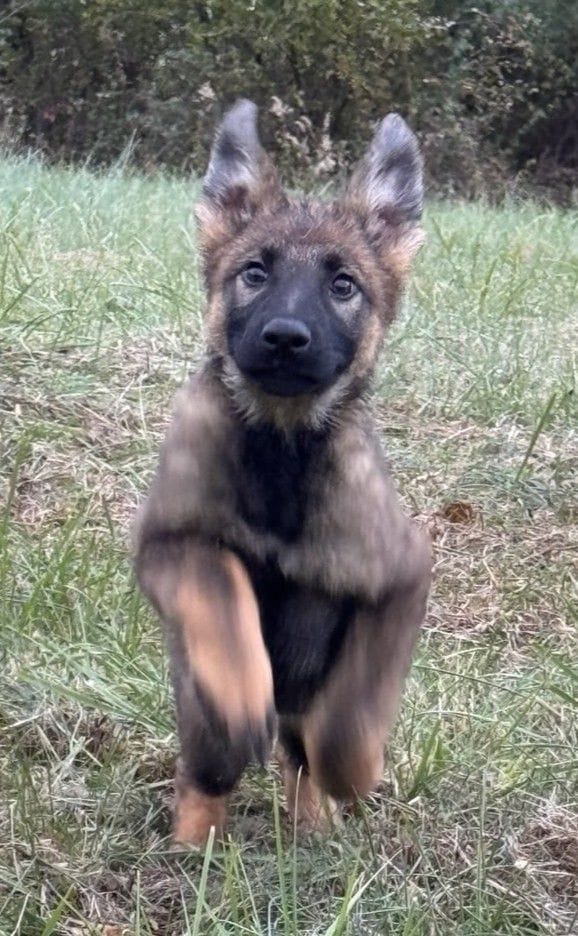 Olga 13 Weeks
