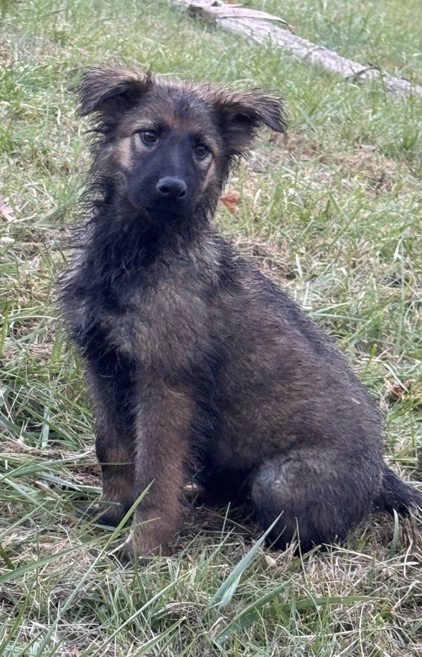 Olivia 13 Weeks