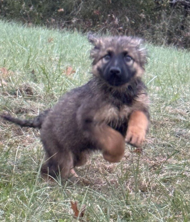 Oney 13 Weeks