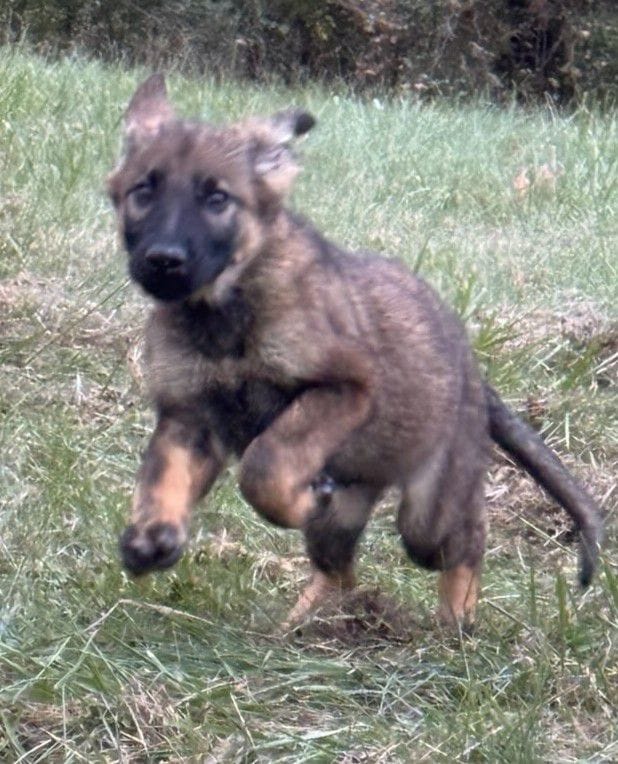 Ophelia - 13 Weeks