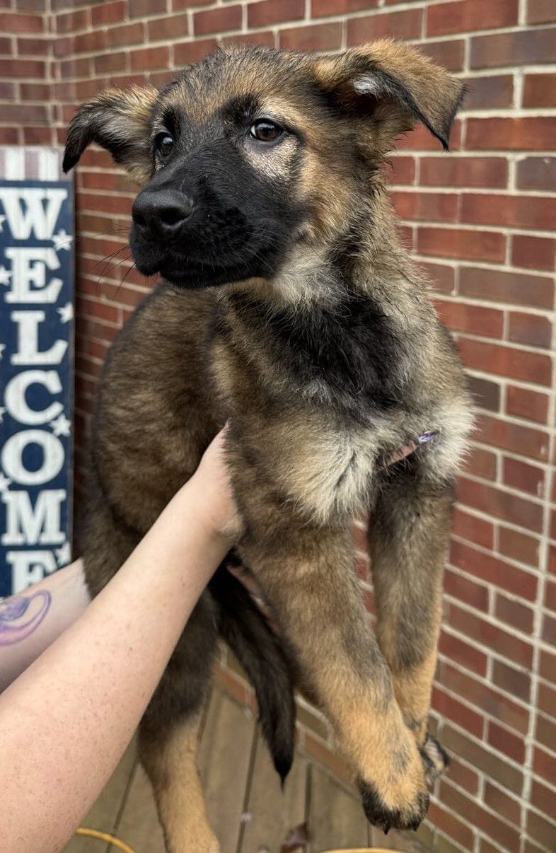 Ophelia - 11 Weeks