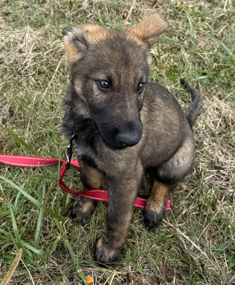 Oscar - 13 Weeks