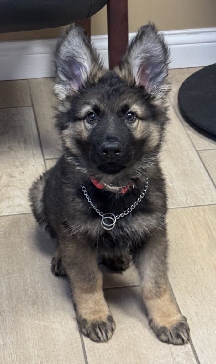 Ozzy - 11 Weeks sold