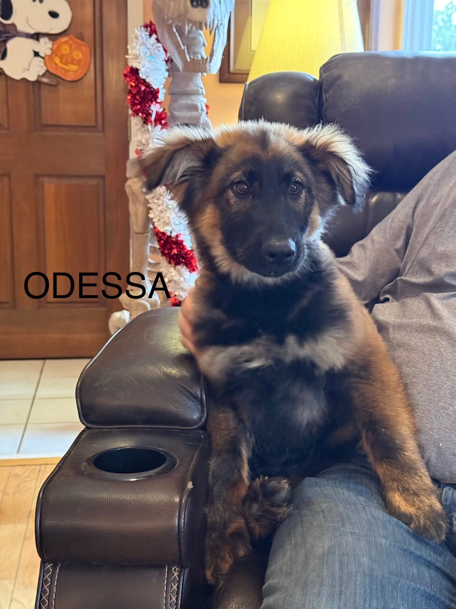 Odessa