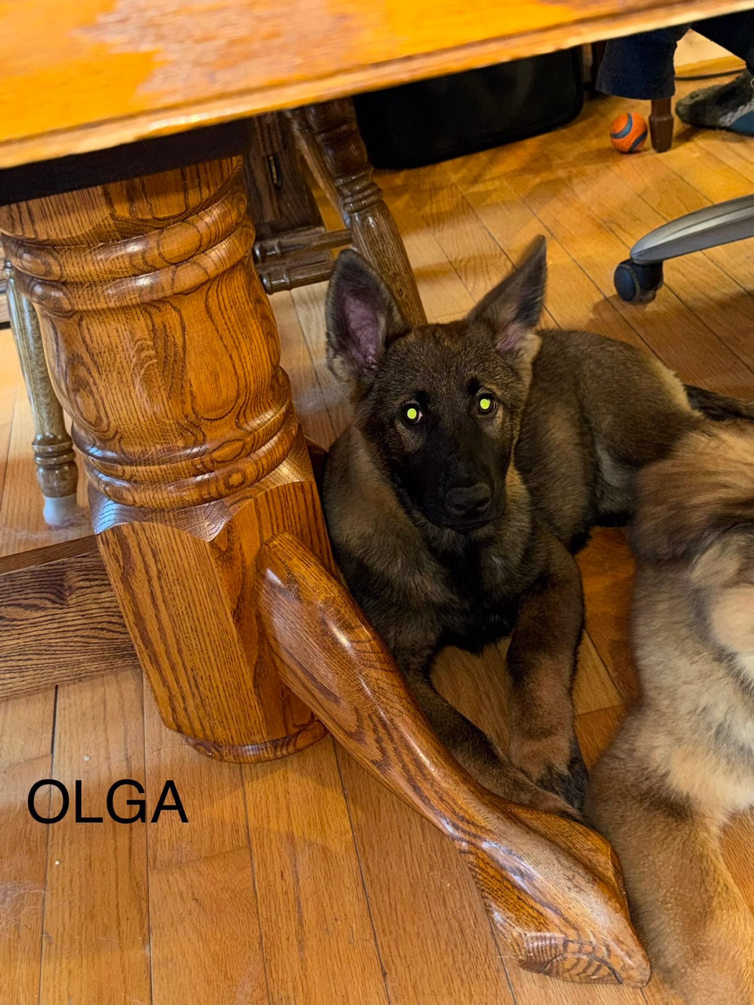 OLga