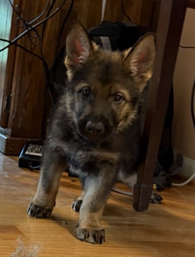 Big Papa 6 weeks old
